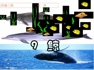 《9鲸》PPT课件
