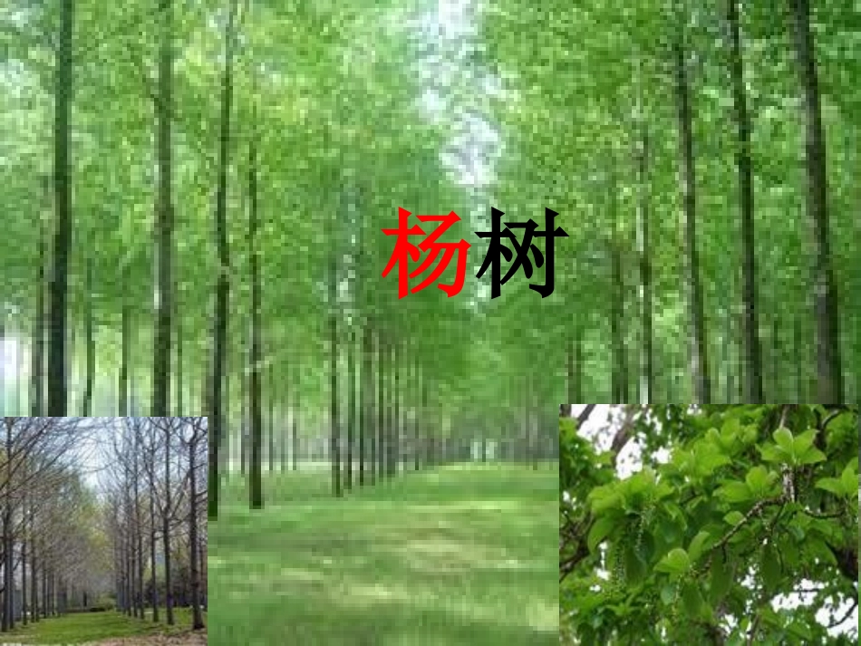 2-1汉字家园课件_第3页