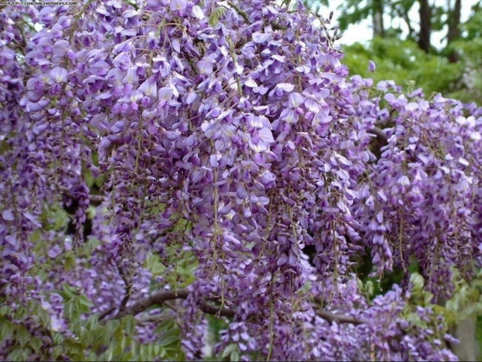 紫藤萝瀑布(李思燕)_第3页