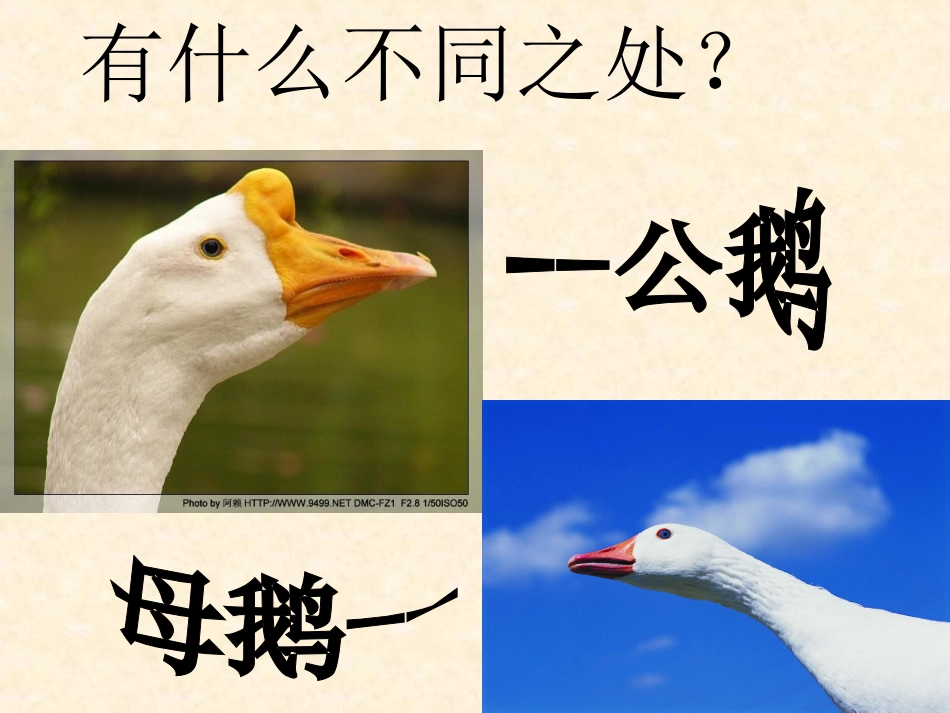 13白公鹅ppt_第2页