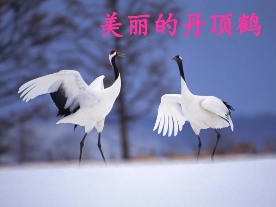 美丽的丹顶鹤-课件1_第1页