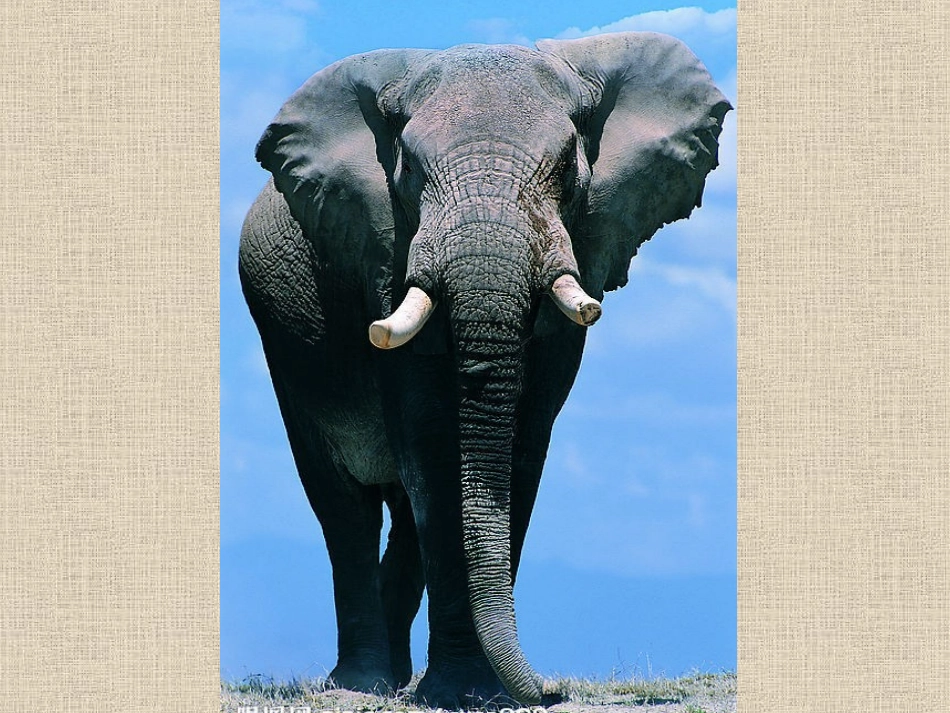 教科版小学科学六年级下册课件《放大镜》_第3页