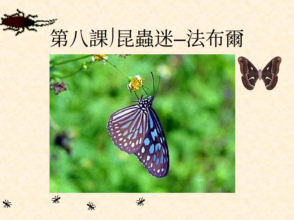 法布尔观察昆虫_第1页