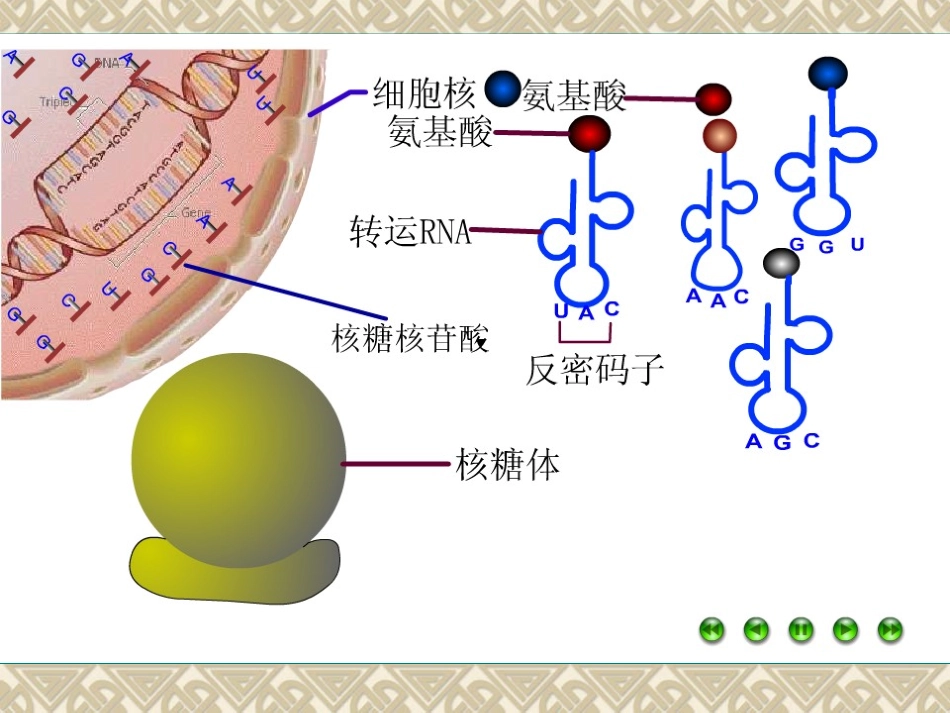 4.1《基因指导蛋白质的合成》-课件7-周林波_第3页