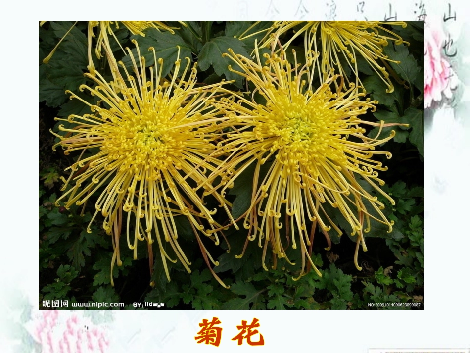 鄂教版第五册《19.山茶花》课件(刘莹)_第2页