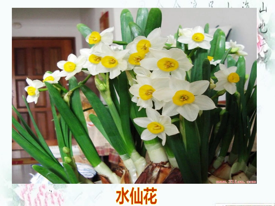 鄂教版第五册《19.山茶花》课件(刘莹)_第3页