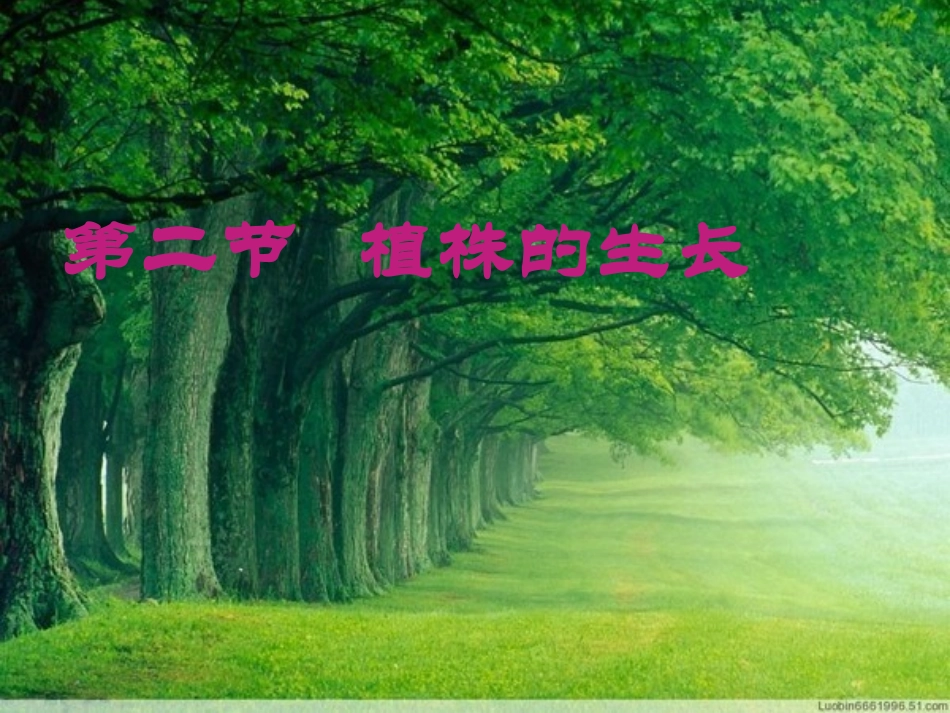 《第二节-植株的生长》课件3_第1页