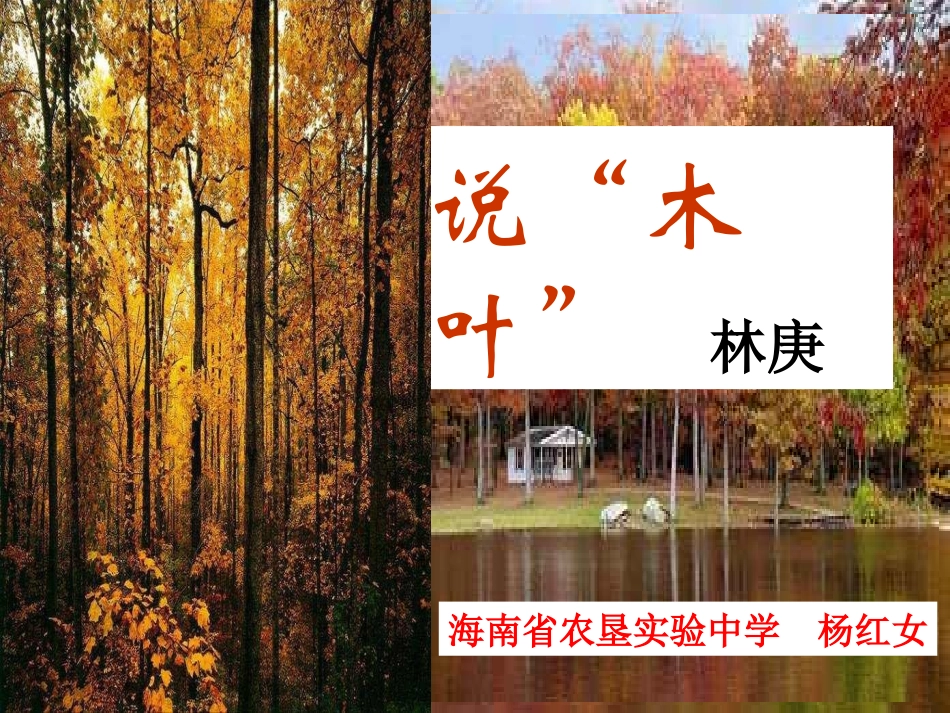 杨红女说“木叶”_第2页