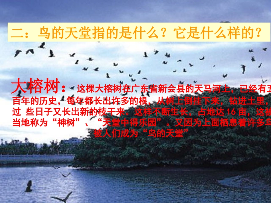 3.《鸟的天堂》ppt课件_第3页