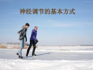 16.1--人体的神经调节