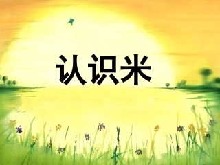 第二课时米的认识4页