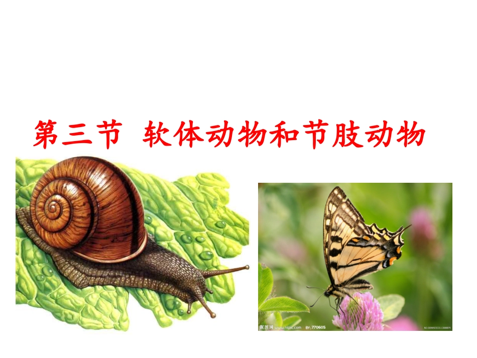 第三节软体动物和节肢动物_第1页