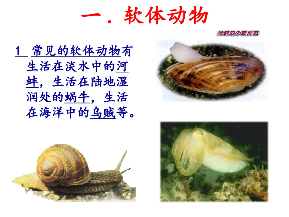 第三节软体动物和节肢动物_第2页