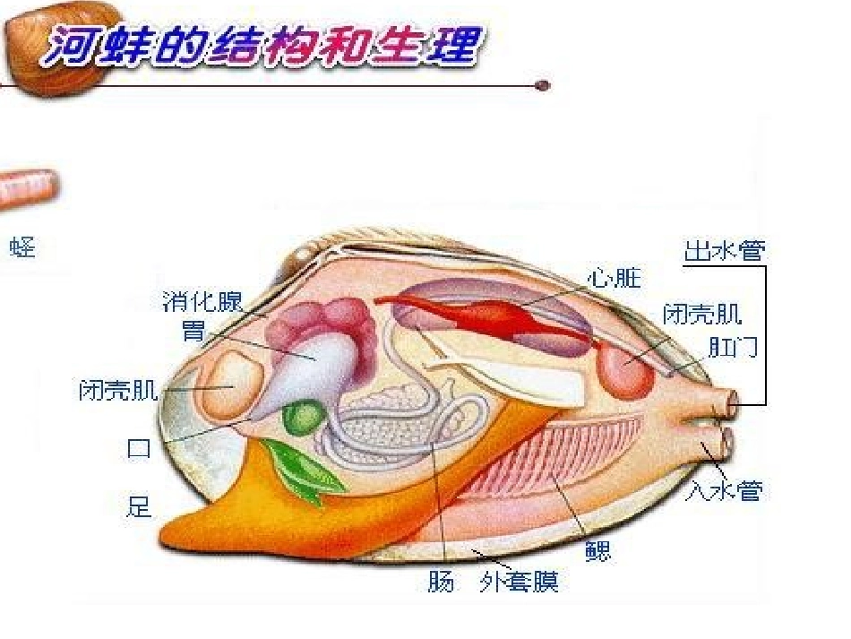 第三节软体动物和节肢动物_第3页