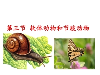 第三节软体动物和节肢动物