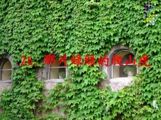 26.那片绿绿的爬山虎