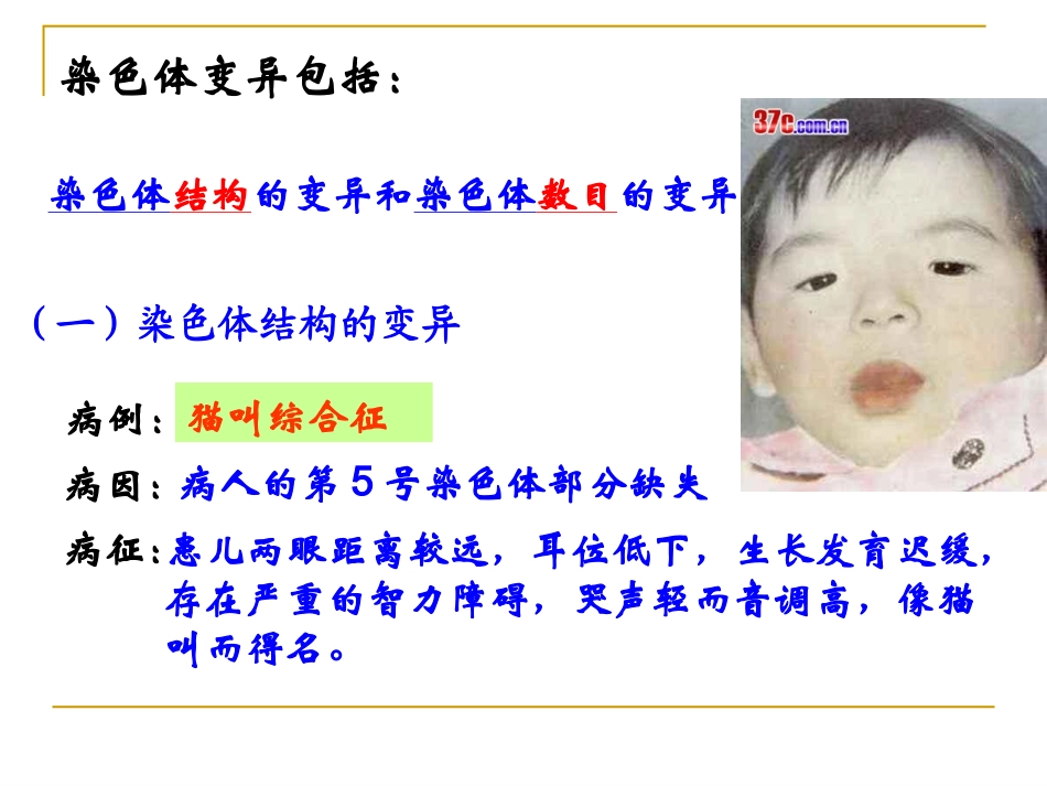 5.2《染色体变异》-课件2-王利_第3页