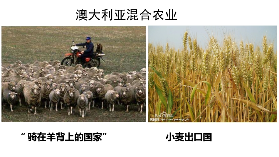 澳大利亚混合农业_第1页