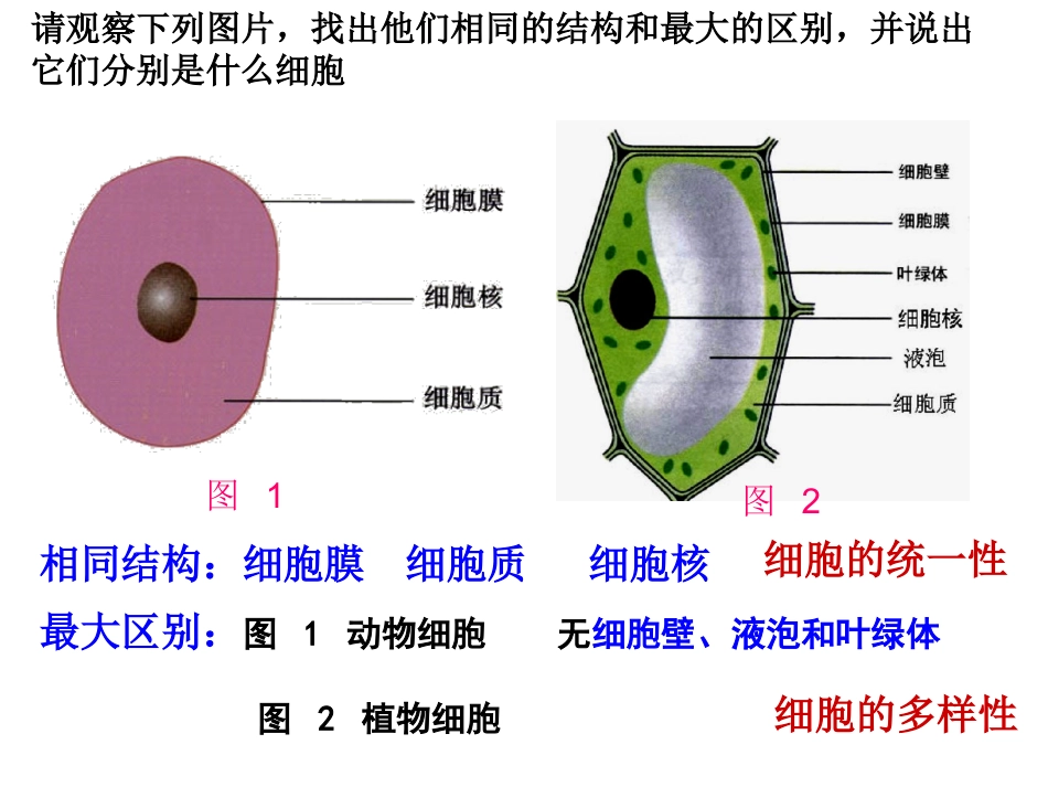 细胞的多样性和统一性课件_第2页