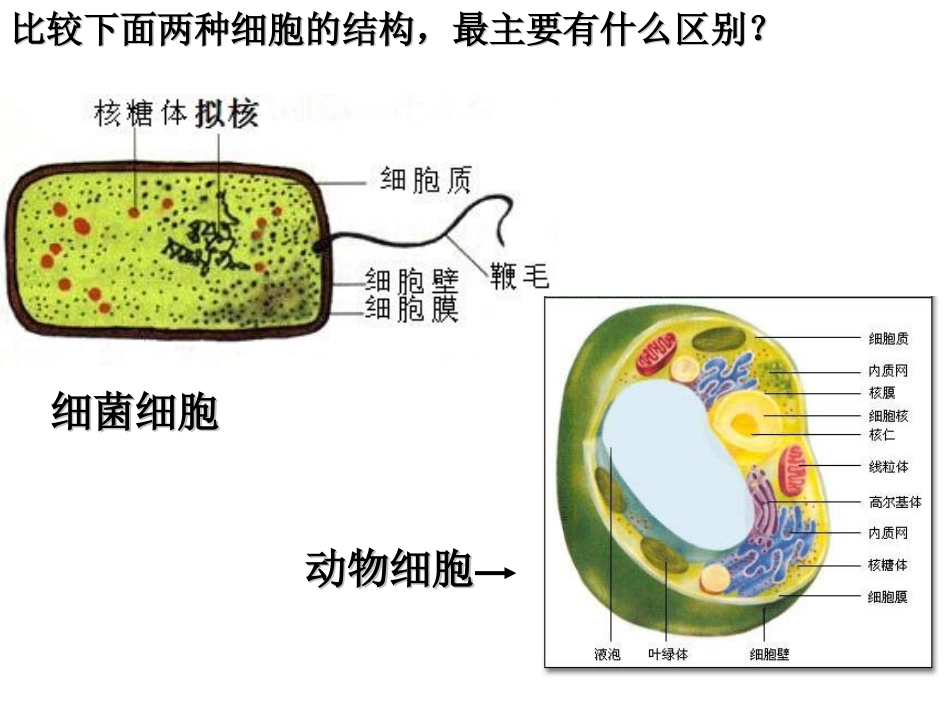 细胞的多样性和统一性课件_第3页