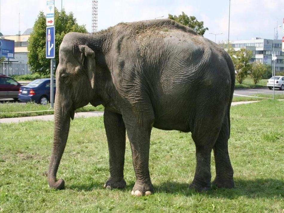 二年级上册《观察物体》(1)_第3页