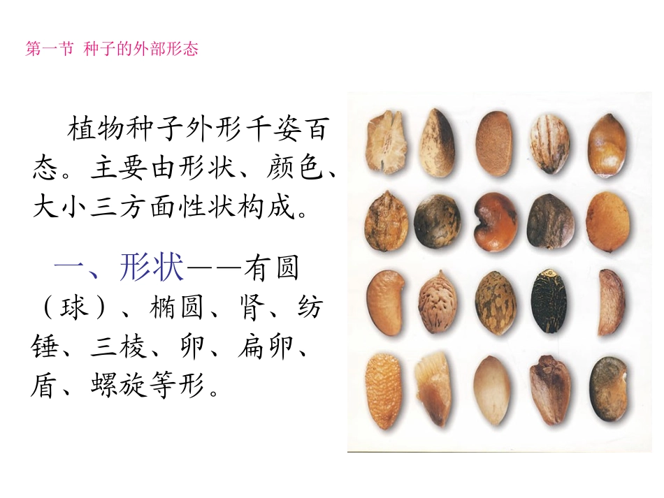 第六节-种子_第2页