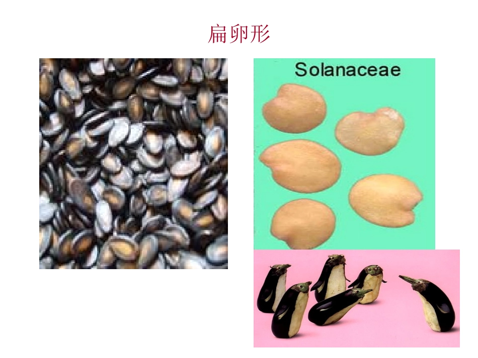 第六节-种子_第3页