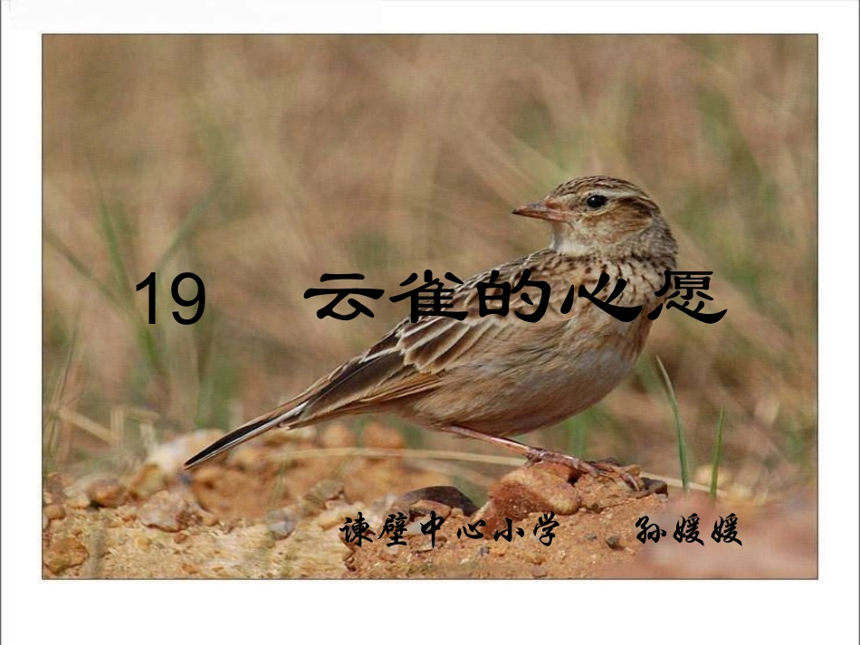 云雀的心愿ppt_第1页