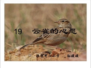 云雀的心愿ppt