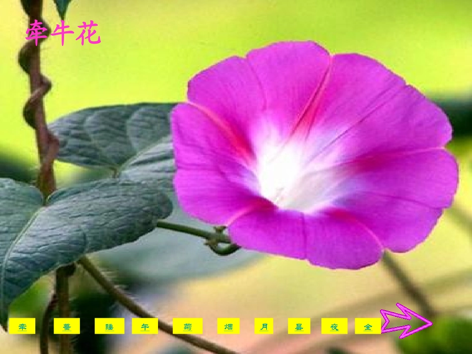 1497《花钟》课件_第3页