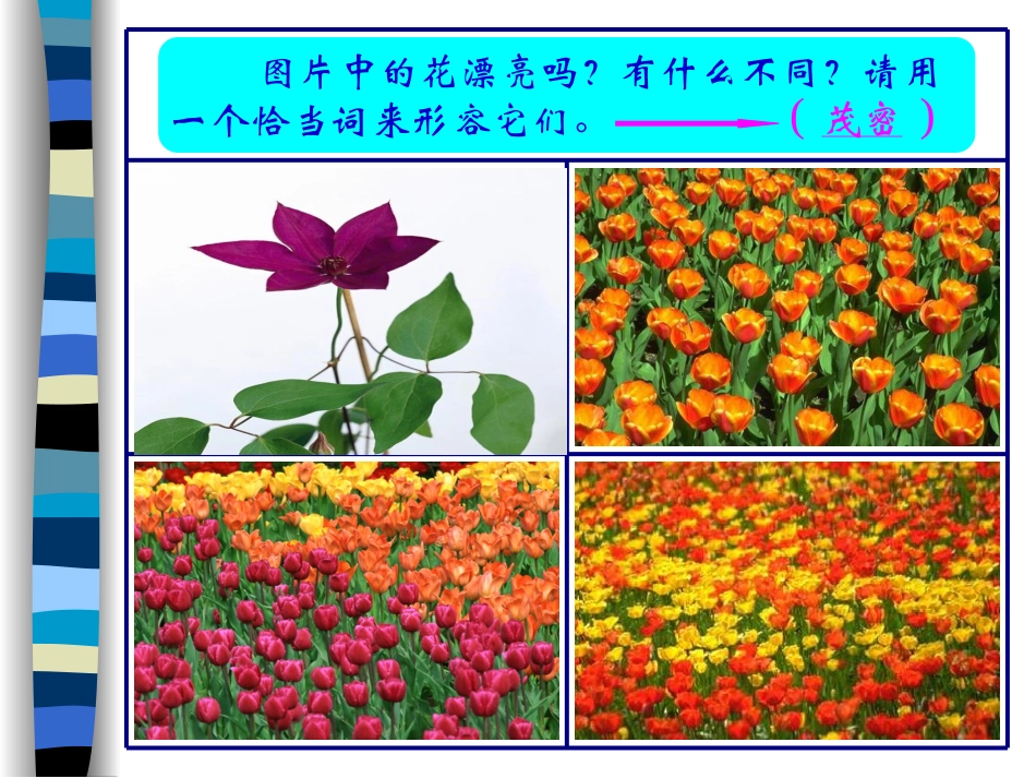 人美版小学美术二年级下册《茂密的花》课件)_第1页
