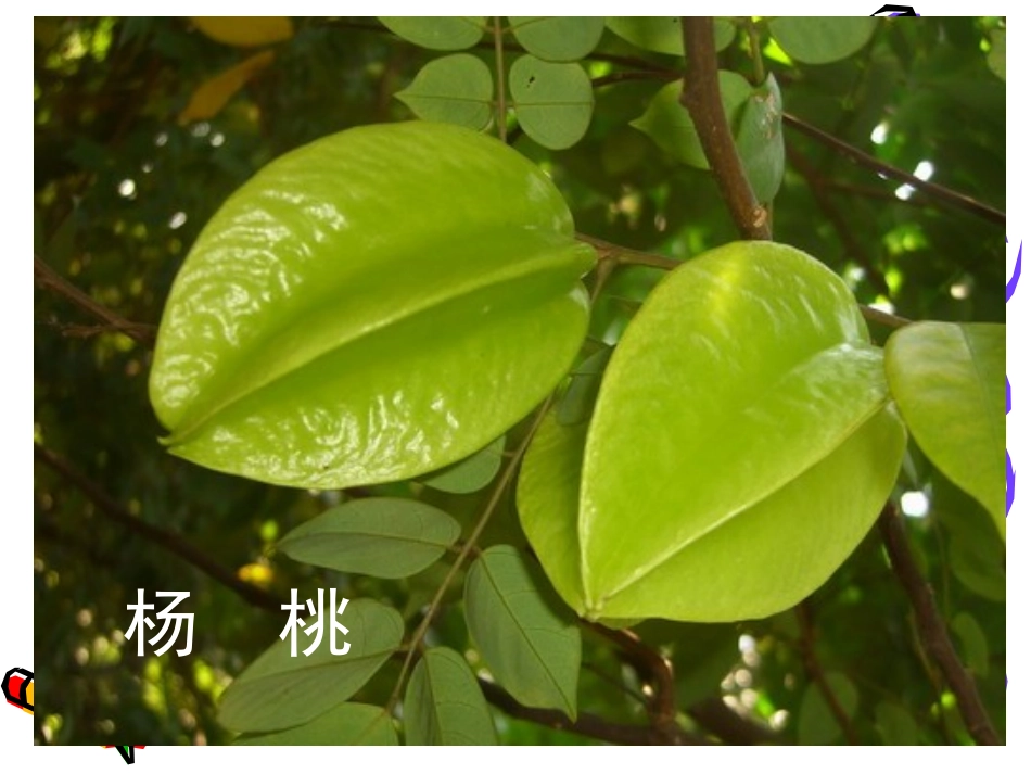 龙兰画杨桃课件ppt_第3页