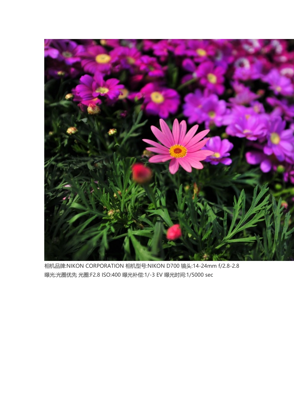 如何拍出清淅的照片_第2页