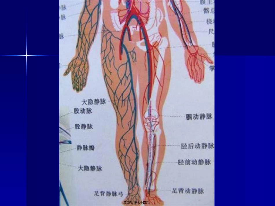 下肢静脉的超声检查_第2页