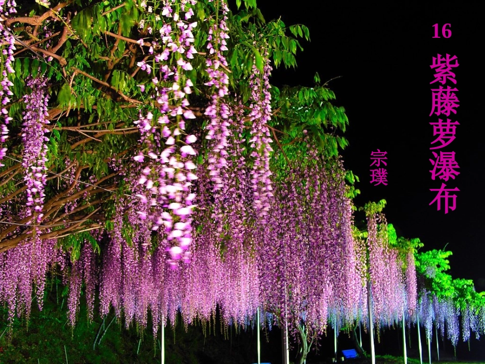 紫藤萝瀑布参赛_第2页