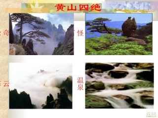 黄山奇松 (2)