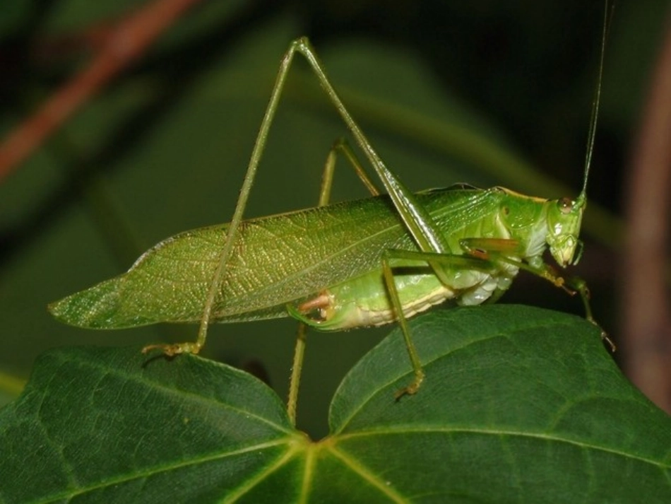 绿色蝈蝈定案_第3页