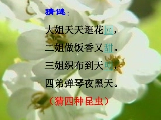 绿色蝈蝈定案