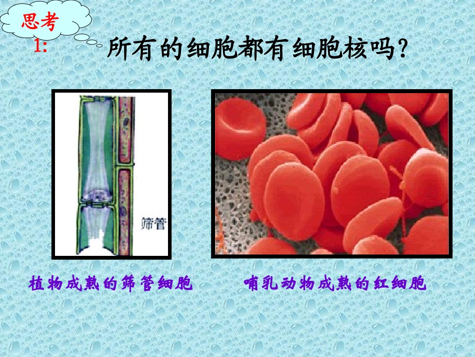 细胞核系统的控制中心_第2页