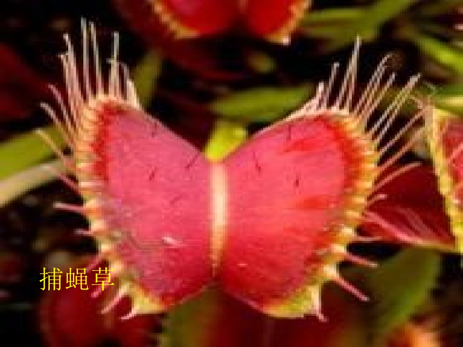 奇异的植物世界_第2页