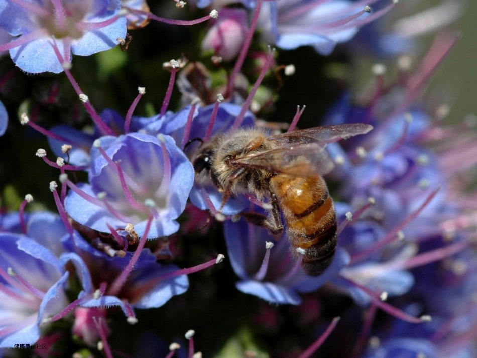 蜜蜂引路 (3)_第2页