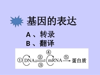 基因的表达-刘亚荣