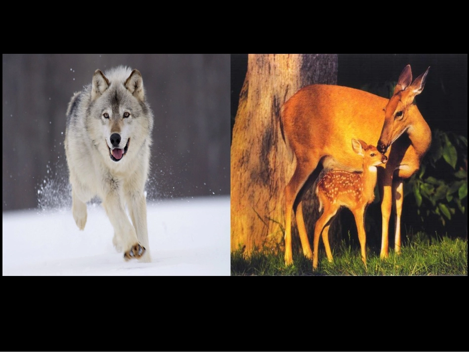 狼和鹿教数课件_第3页