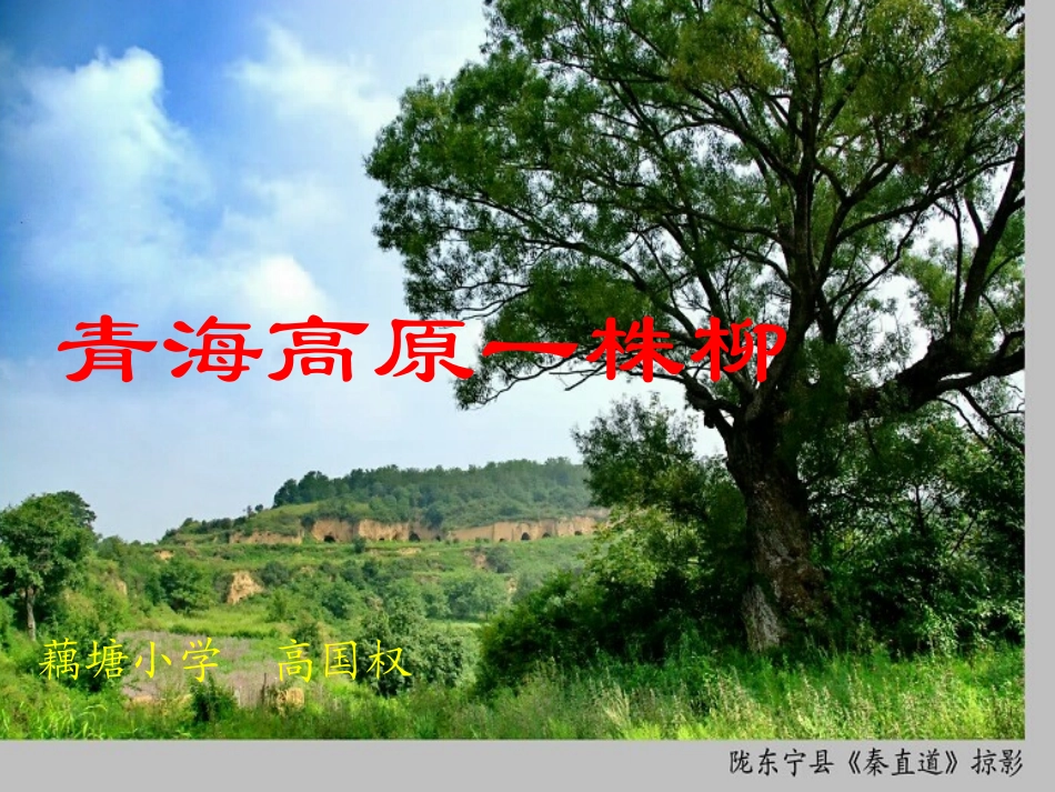 《青海高原一株柳》课件_第1页