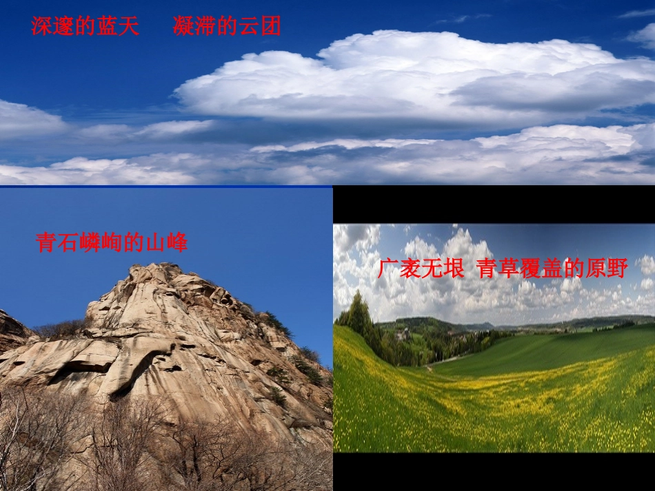 《青海高原一株柳》课件_第2页