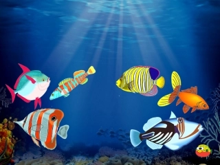 谁画的鱼最大课件(段毅丹）