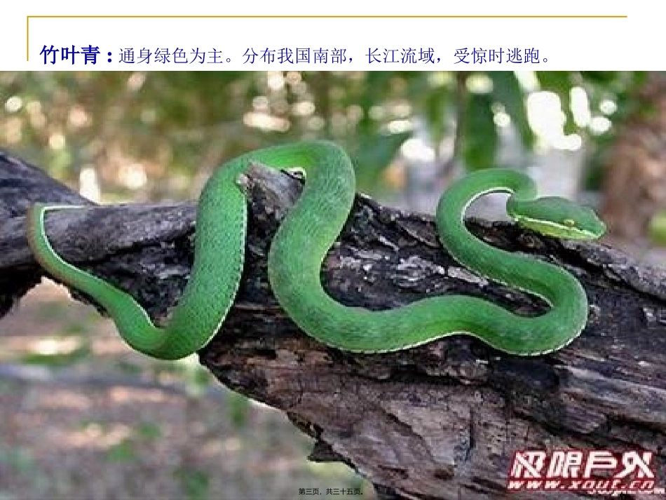 防蛇主题班会_第3页