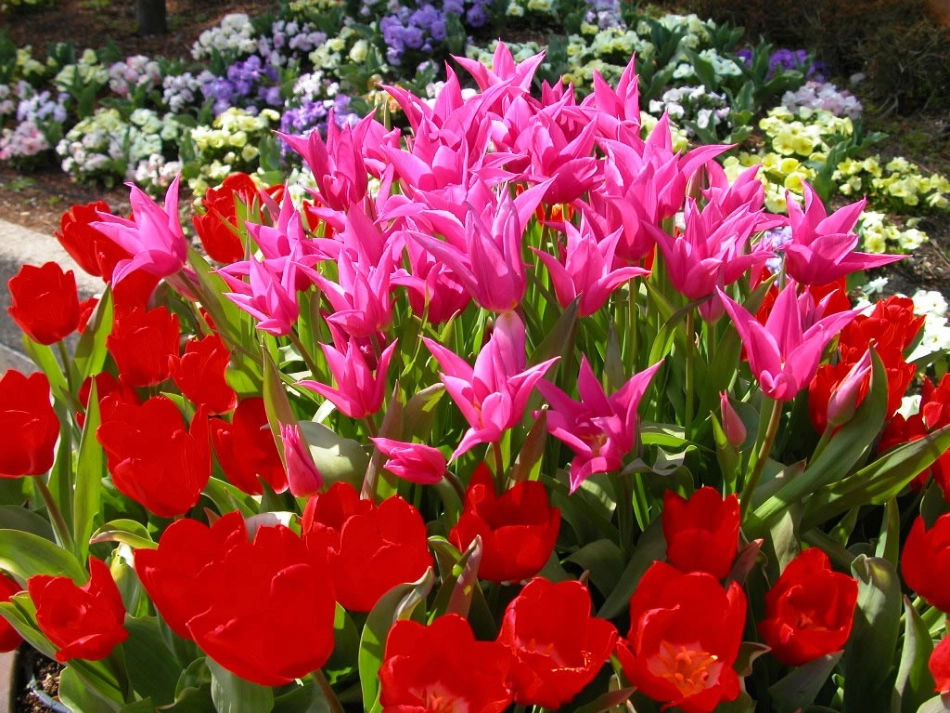 三年级13《花钟》课件_第2页