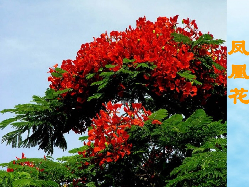 三年级13《花钟》课件_第3页