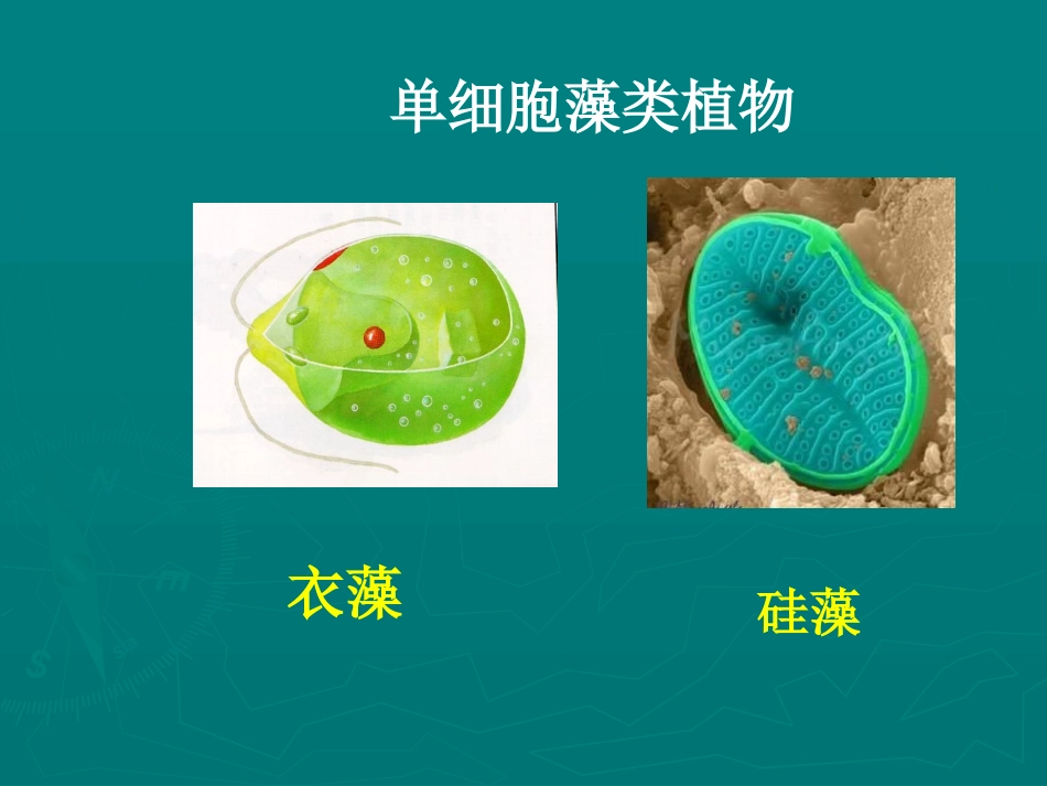 五彩缤纷的植物世界_第3页